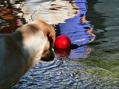 Hundehotel - Schwimmteich für Hund und Mensch - Naturforsthaus 