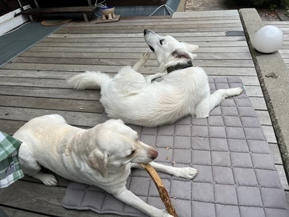 Hundehotel - Hund im Restaurant erlaubt - Feldkirchen bei Graz - Naturforsthaus 