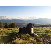 Urlaub im Ferienhaus mit Hund: wunderbar zum Wandern mit dem Hund im Herbst!! - Ferienhaus Harmonie