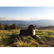 Urlaub-mit-Hund - wunderbar zum Wandern mit dem Hund im Herbst!! - Ferienhaus Harmonie