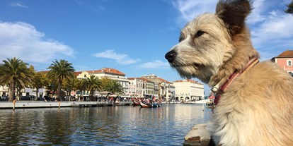 Hundehotel - Reinigung - Portugal - Auch ein Ausflug in das nahe gelegene "Venedig Portugals" lohnt sich auf jeden Fall! - Slide Surfcamp