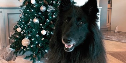 Hundehotel - Doggies: 1 Doggy - Black unser Maskottchen - Hotel Saligari