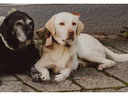 Hundehotel - Hundewiese: eingezäunt - Leogang - Ehemalige Chef de Security: Kathi & Lotta - Familien und Vitalhotel Mühlpointhof ***S