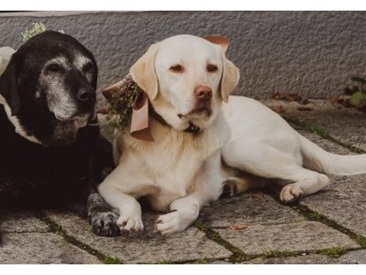 Hundehotel - Hundewiese: eingezäunt - Söll - Ehemalige Chef de Security: Kathi & Lotta - Familien und Vitalhotel Mühlpointhof ***S