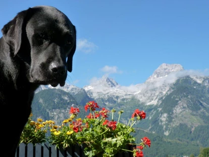 Hundehotel - Umgebungsschwerpunkt: Berg - Kirchanschöring - Chef de Security: Kathi - Familien und Vitalhotel Mühlpointhof ***S