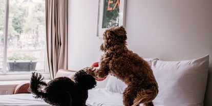 Hundehotel - Doggies: 1 Doggy - Zachow - Max Brown Hotel Ku'Damm