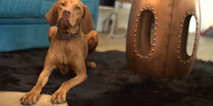 Hundehotel - Hund im Restaurant erlaubt - Feldkirchen bei Graz - Amedia Luxury Suites Graz