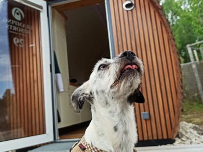Hundehotel - Doggies: 2 Doggies - "Riecht es hier nach Leckerlis?" - Glamping Resort Biosphäre Bliesgau
