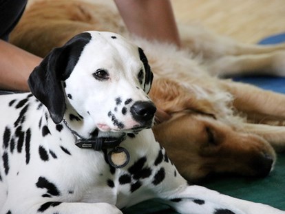 Hundehotel - Hundewiese: nicht eingezäunt - Treffen (Treffen am Ossiacher See) - Hundewellness - Ortners Eschenhof - Alpine Slowness