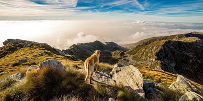 Hundehotel - Doggies: 5 Doggies - PLZ 9565 (Österreich) - Ortners Eschenhof - Alpine Slowness