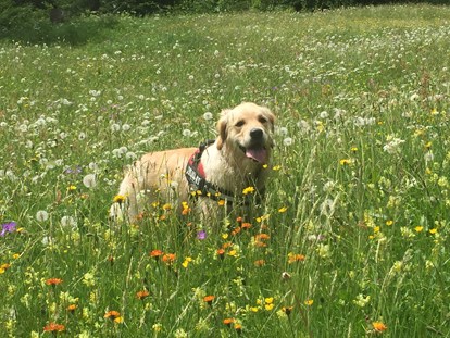Hundehotel - Klassifizierung: 4 Sterne - Davos Wiesen - Schöne Wiesen und Spazierwege für Gäste mit Hund - unsere Qianah geniest das jeden Tag - Hotel Zimba Gmbh + CoKG