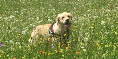 Hundehotel - Klassifizierung: 4 Sterne - Schöne Wiesen und Spazierwege für Gäste mit Hund - unsere Qianah geniest das jeden Tag - Hotel Zimba Gmbh + CoKG