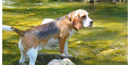 Hundehotel - Verpflegung: Vollpension - Hund im Bach (Schwechat direkt am Hotel) - Hotel Krainerhütte