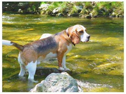Hundehotel - Verpflegung: Vollpension - Hund im Bach (Schwechat direkt am Hotel) - Hotel Krainerhütte