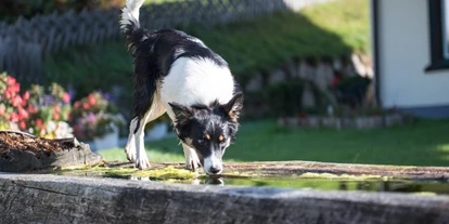 Hundehotel - Trink-/Fressnapf: an der Rezeption - Plankenau - Ganzenhubhof