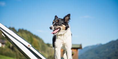 Hundehotel - Hundewiese: nicht eingezäunt - Bruckberg (Zell am See) - Ganzenhubhof