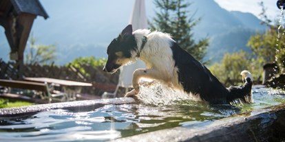 Hundehotel - Pool beheizt - Erfrischung tut gut - Ganzenhubhof