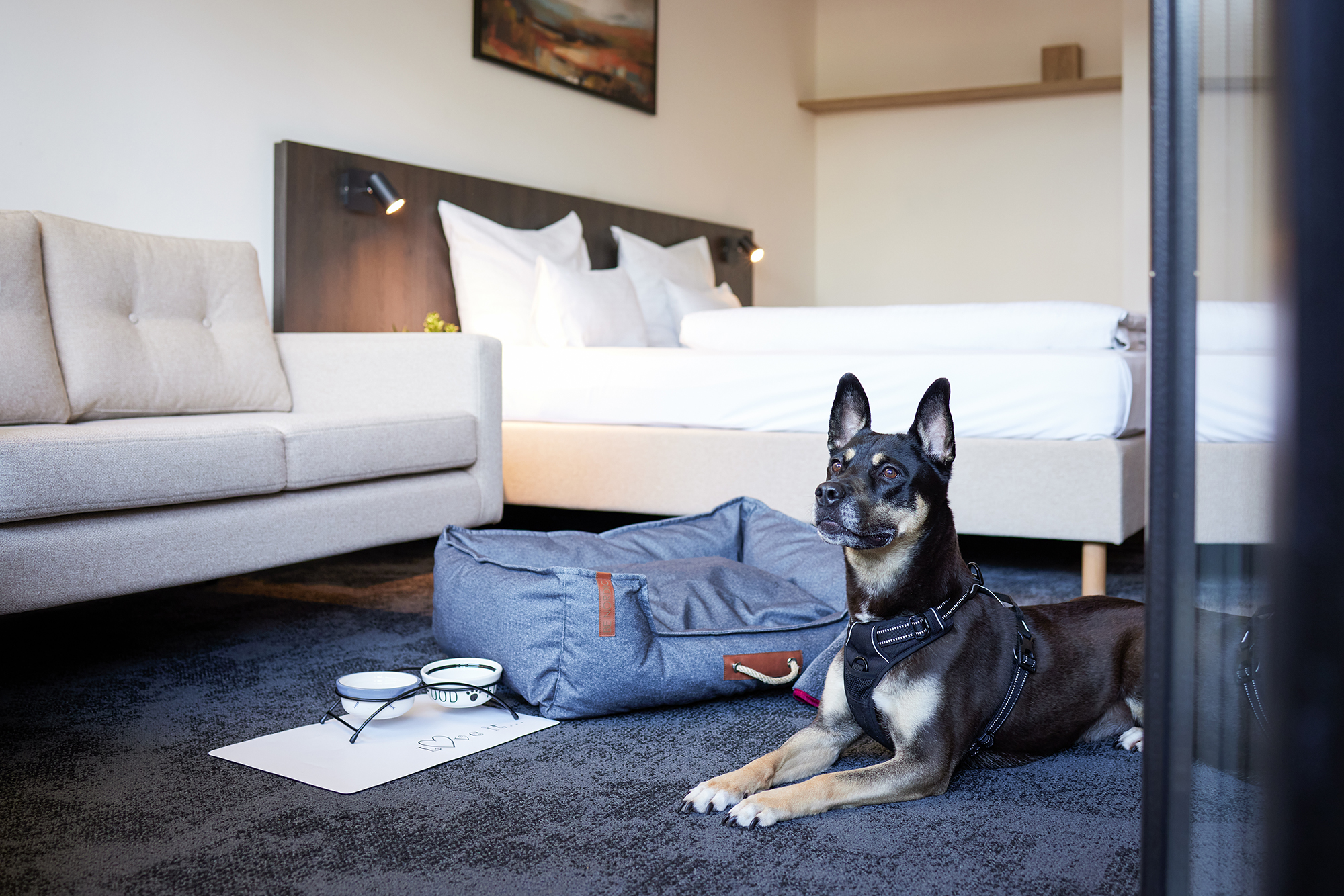 Urlaub-mit-Hund - Hund im Standard Zimmer - Sauerland Stern Hotel