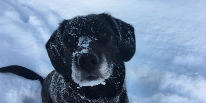 Hundehotel - Hundewiese: eingezäunt - Oberaichwald - Unsere Leni liebt den Schnee - Hotel St. Oswald
