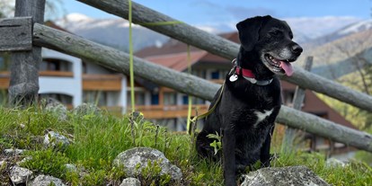 Hundehotel - Sauna - Pörtschach am Wörther See - Das Hotel St. Oswald ist ideal für Hunde geeignet - Hotel St. Oswald