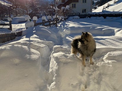 Hundehotel - Hundewiese: eingezäunt - Brandberg - Urlaub mit Hund im Winter - Hotel Sonja