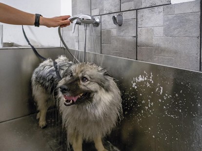 Hundehotel - Hundewiese: eingezäunt - Trentino-Südtirol - Hotel Sonja