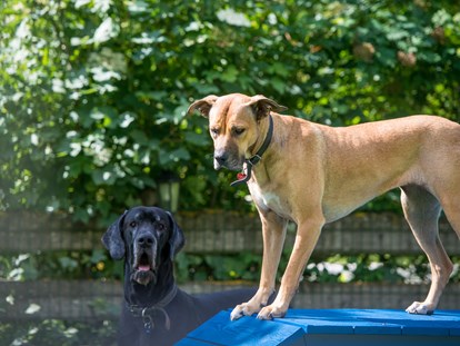 Hundehotel - Bademöglichkeit für Hunde - Ried im Zillertal - Hotel Sonja