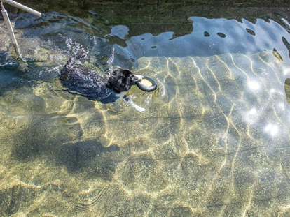 Hundehotel - Pools: Außenpool nicht beheizt - Sand in Taufers - Hotel Sonja