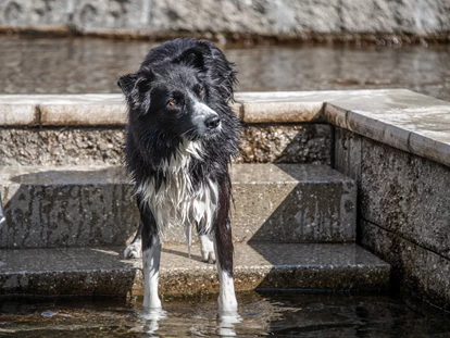 Hundehotel - Bademöglichkeit für Hunde - Feldthurns - Hotel Sonja