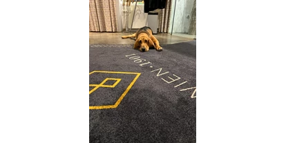 Hundehotel - Hundewiese: nicht eingezäunt - Eggendorf im Thale - Hotelhund Albert - BoutiqueHOTEL Donauwalzer Wien