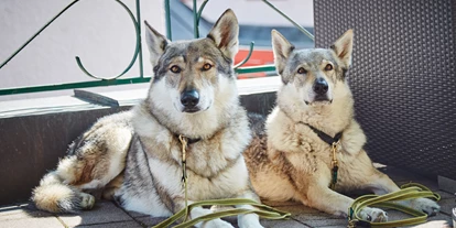 Hundehotel - Doggies: 3 Doggies - Plankenau - Hunde auf der Terrasse - Hotel Wechselberger
