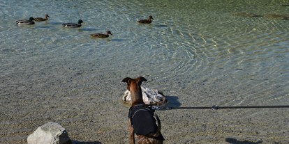 Hundehotel - Hundewiese: nicht eingezäunt - Steinbachmauer - Hund am Erlaufsee - AKTIVHOTEL Weisser Hirsch