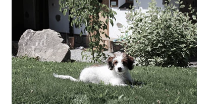 Hundehotel - Unterkunftsart: Chalets - Sankt Oswald-Riedlhütte - INNs HOLZ hundefreundliches Chaletdorf Urlaub mit Hund im Sommer - INNs HOLZ Chaletdorf