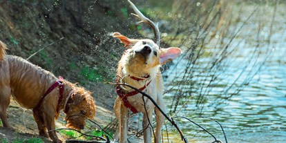 Hundehotel - Hundewiese: nicht eingezäunt - Winklern (Irdning-Donnersbachtal) - Sloho Bergurlaub mit Hund - Sloho Bergurlaub