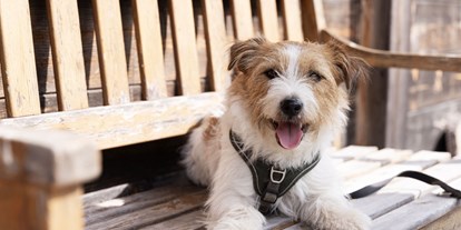 Hundehotel - Hundewiese: nicht eingezäunt - Klachau - Sloho Bergurlaub mit Hund - Sloho Bergurlaub