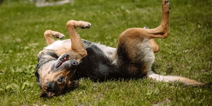 Hundehotel - Hundewiese: nicht eingezäunt - Schwendau - Hundeleben - Hotel BergBaur 