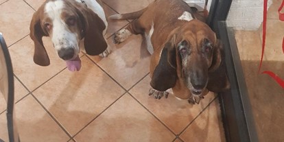 Hundehotel - Doggies: 1 Doggy - Piemont - Hotel San Desiderio - Rapallo - Italien