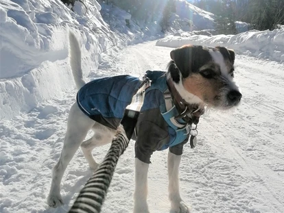 Hundehotel - Doggies: 4 Doggies - Mariapfarr - Schöne Spazierwege gibt es im ganzen Tal. - Hotel Bergzeit