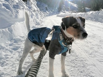 Hundehotel - Hund im Restaurant erlaubt - Unterburg (Kals am Großglockner) - Schöne Spazierwege gibt es im ganzen Tal. - Hotel Bergzeit