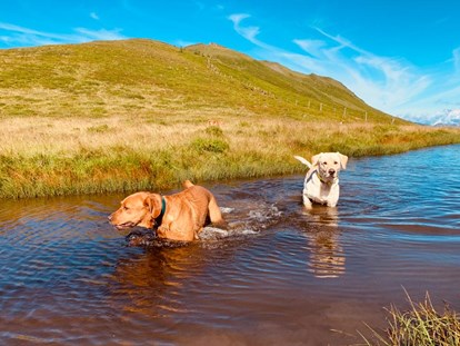Hundehotel - Bademöglichkeit für Hunde - Schladming - Herrliche Wandermöglichkeiten für zwei und vier Beine. - Hotel Bergzeit