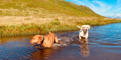 Hundehotel - Umgebungsschwerpunkt: Fluss - Herrliche Wandermöglichkeiten für zwei und vier Beine. - Hotel Bergzeit