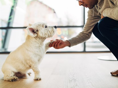 Hundehotel - Hund im Restaurant erlaubt - harry’s home Dornbirn