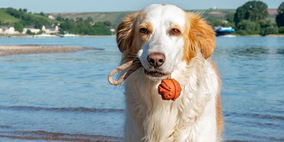 Hundehotel - Schwerpunkt: Sonne & Strand - Hundestrand am Rhein auf ca. 15 Gehminuten Entfernung von der Ferienwohnung. - FeWo-Oppenheim