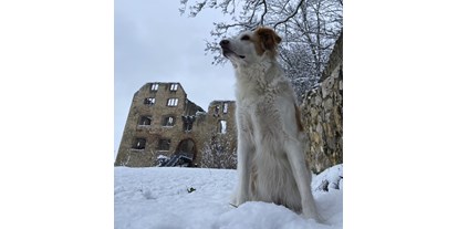 Hundehotel - Schwerpunkt: Städtetrips - Rheinland-Pfalz - Burgruin Landskrone, Ausgangspunkt für schöne Spaziergänge in den Weinbergen. - FeWo-Oppenheim