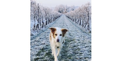 Hundehotel - Schwerpunkt: Städtetrips - Rheinland-Pfalz - Winterspaziergang zwischen den Weinreben. - FeWo-Oppenheim