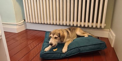 Hundehotel - keine Leinenpflicht im Hotel - Deutschland - Waldbahnhof Sauerland