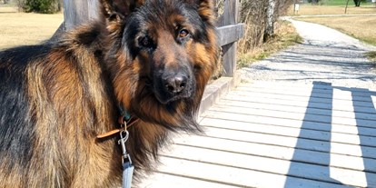 Hundehotel - Hundewiese: nicht eingezäunt - Braunötzhof - Spaziergang mit Hund - Arabella Jagdhof Resort am Fuschlsee, a Tribute Portfolio Hotel