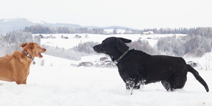 Hundehotel - Hundewiese: nicht eingezäunt - Ruhpolding - Arabella Jagdhof Resort am Fuschlsee, a Tribute Portfolio Hotel