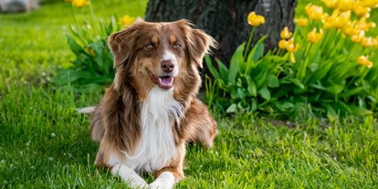 Hundehotel - Hund im Restaurant erlaubt - Braunlage - Hotel Paidion