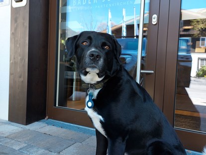 Hundehotel - Hundewiese: nicht eingezäunt - Haller - Willkommen in den Bader Suites in Garmisch Partenkirchen - Bader Suites